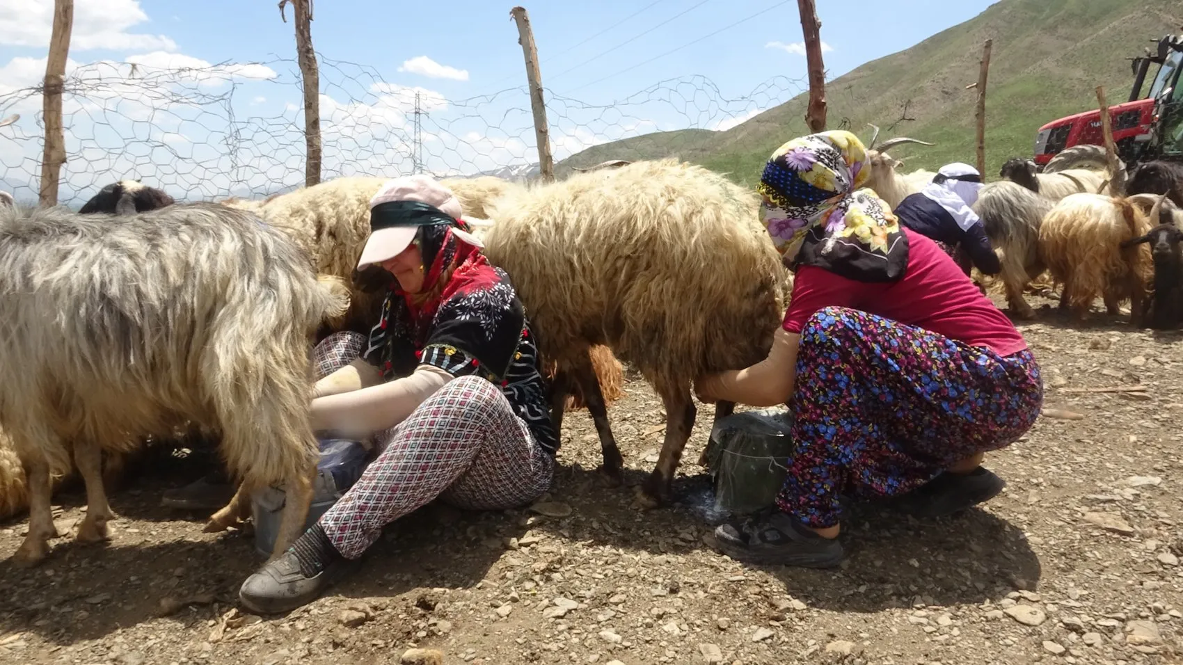 Yüksekova'da berivanlar gün ağarmadan yayla yoluna düşüyor