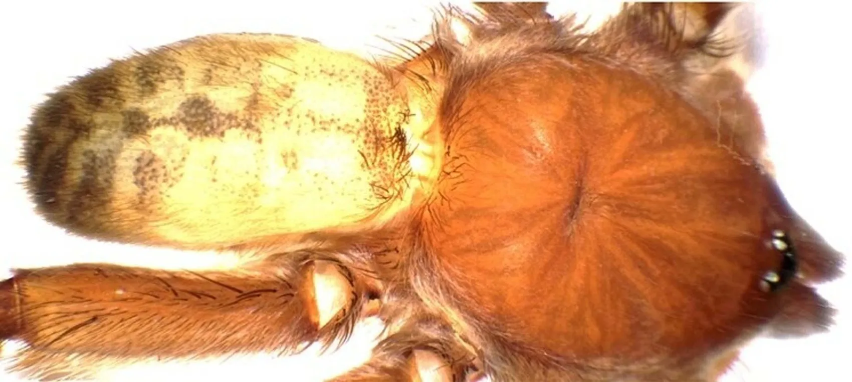 Aydın'da bulunan tarantula türü Türkiye kayıtlarına girdi