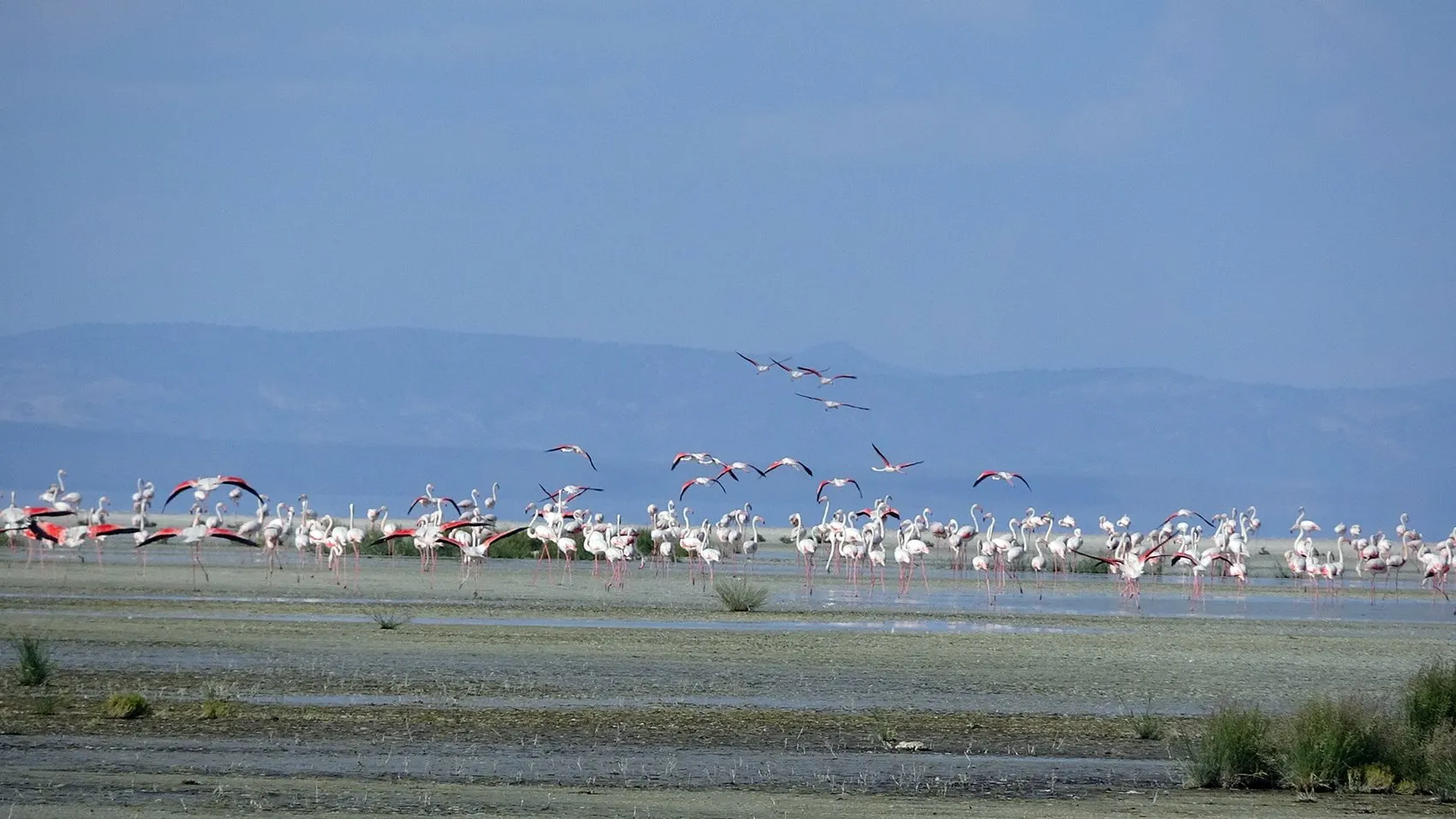 Tuz Gölü flamingo nüfusunda büyük artış yaşanıyor
