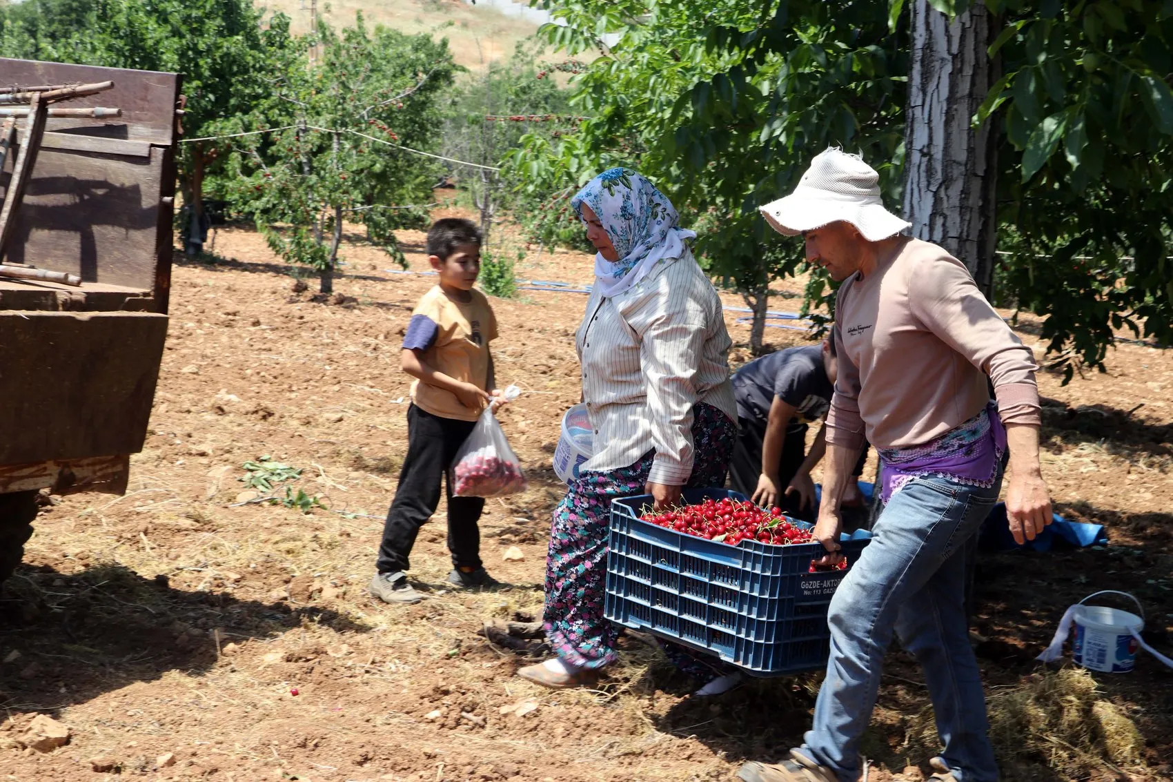 Gaziantep kirazında hüsran Üretici zararda, tüketici yüksek fiyatla karşı karşıya