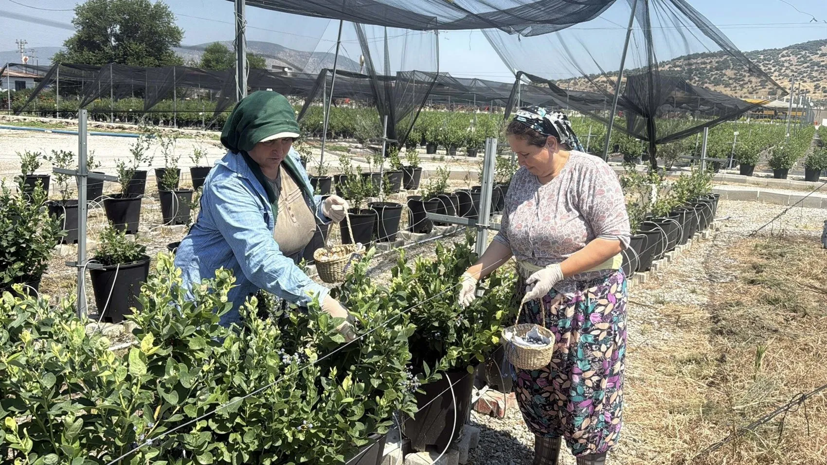 Bodrum’da yaban mersini devrimi