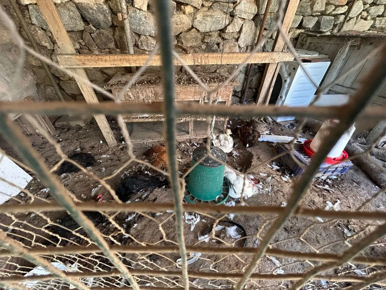 Mudanya'da başıboş köpekler kümese daldı