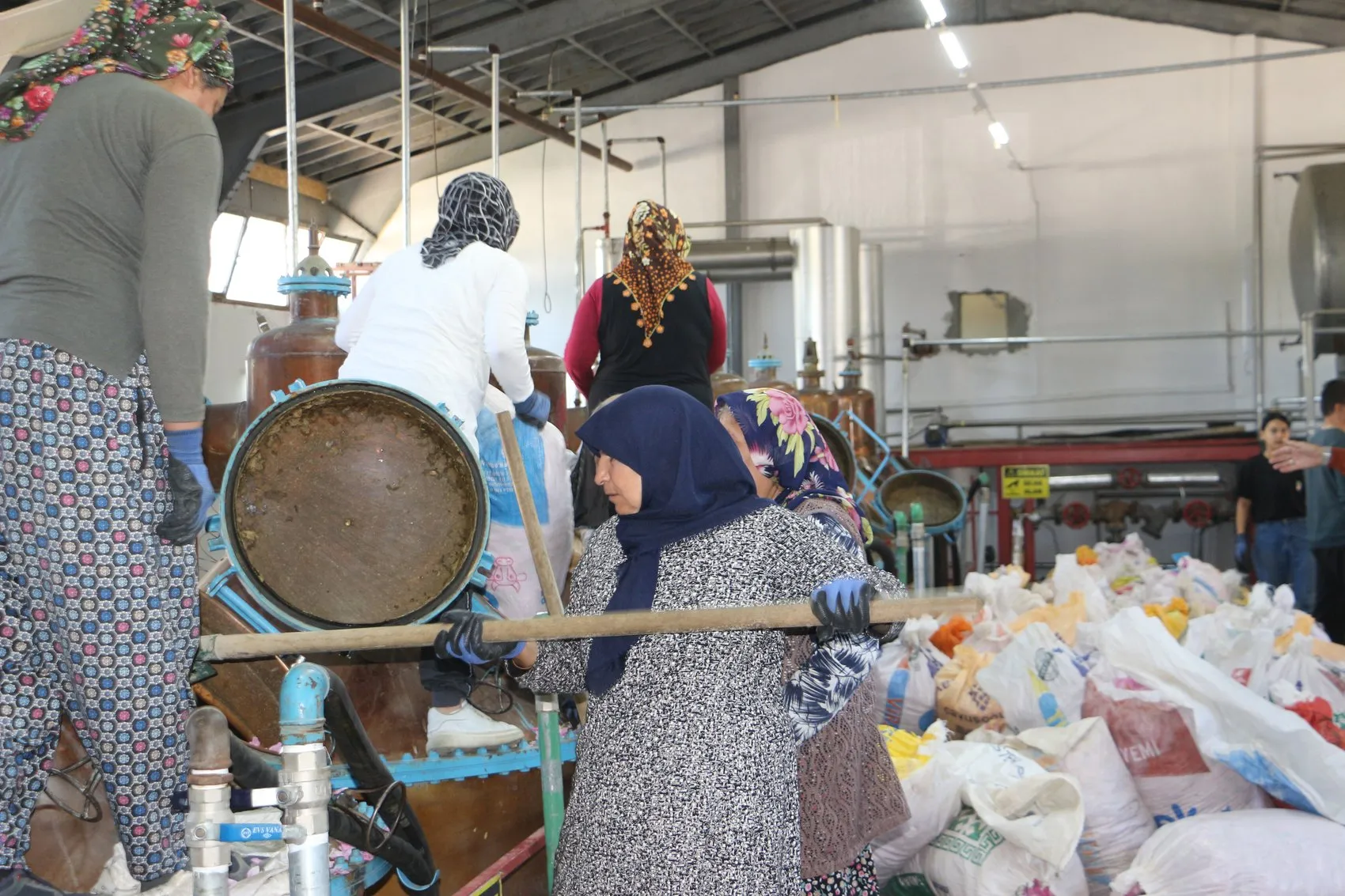 Isparta gül bahçelerinde hasat dönemi başladı