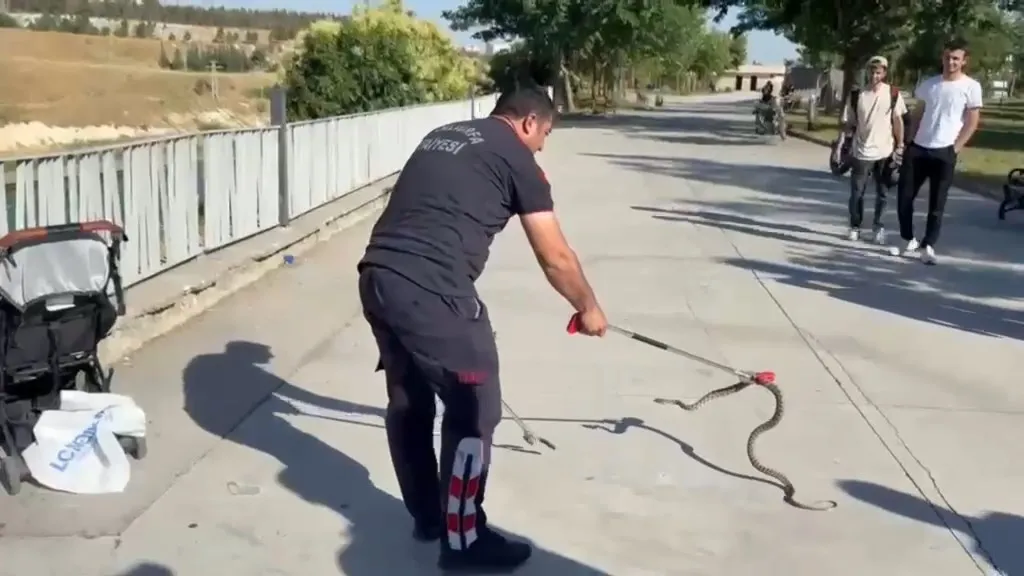Urfa'da piknik yapan aileyi şoke eden davetsiz misafir