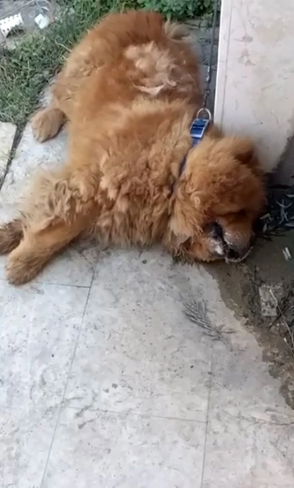Alanya'da köpeğe eziyet iddiasına gözaltı