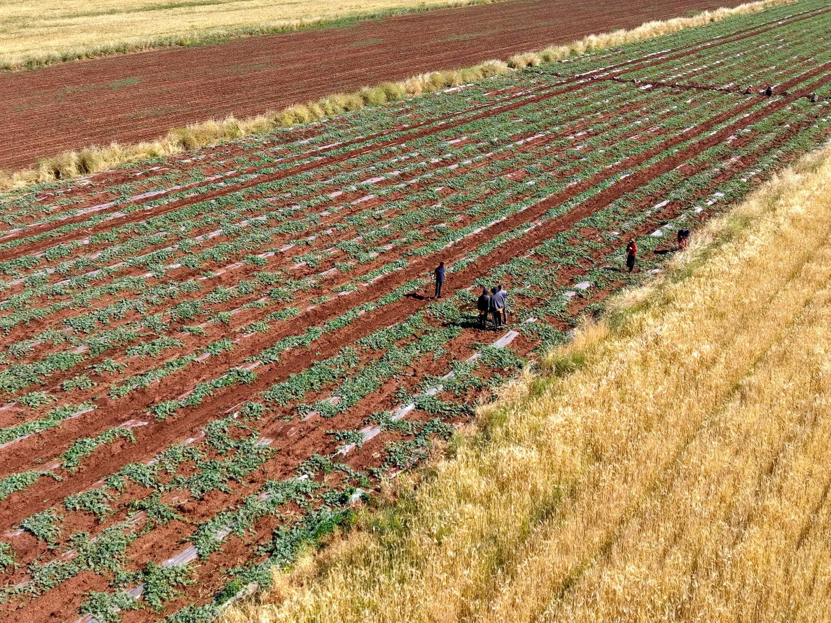 Diyarbakır karpuzunda hasat takvimi dolu felaketiyle değişti