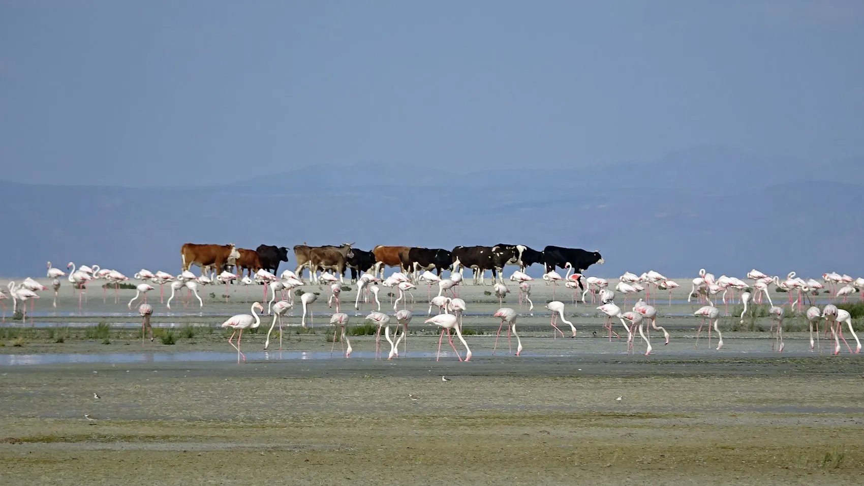 Tuz Gölü flamingo nüfusunda büyük artış yaşanıyor