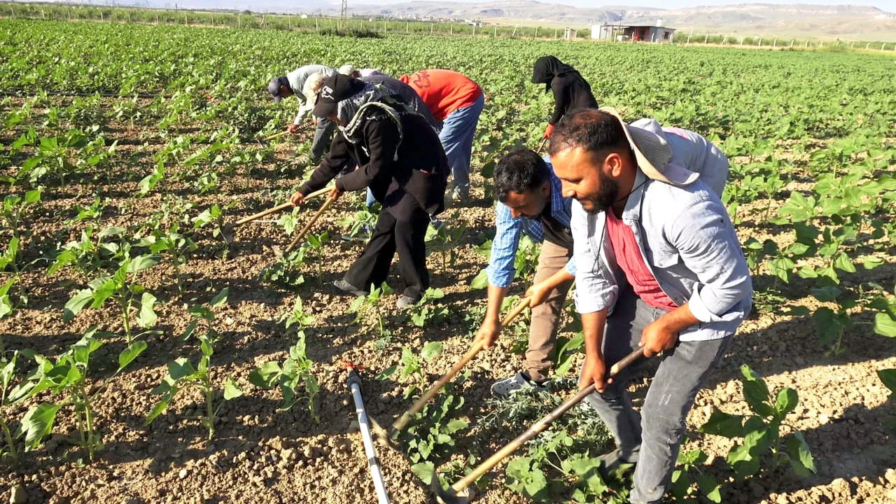 Kayseri tarlalarında Urfa’dan gelenlerin zorlu yaşam mücadelesi