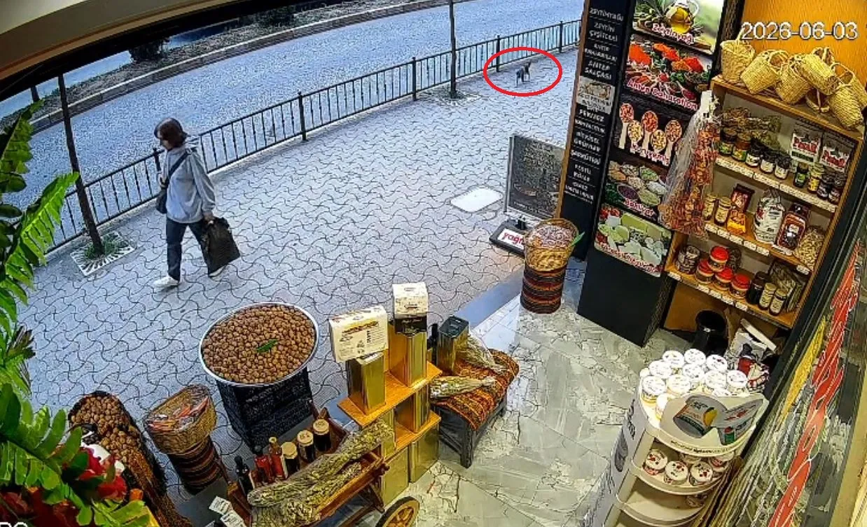 Giresun'da Sakar isimli kedi esnafın ceviz çuvalını devirdi