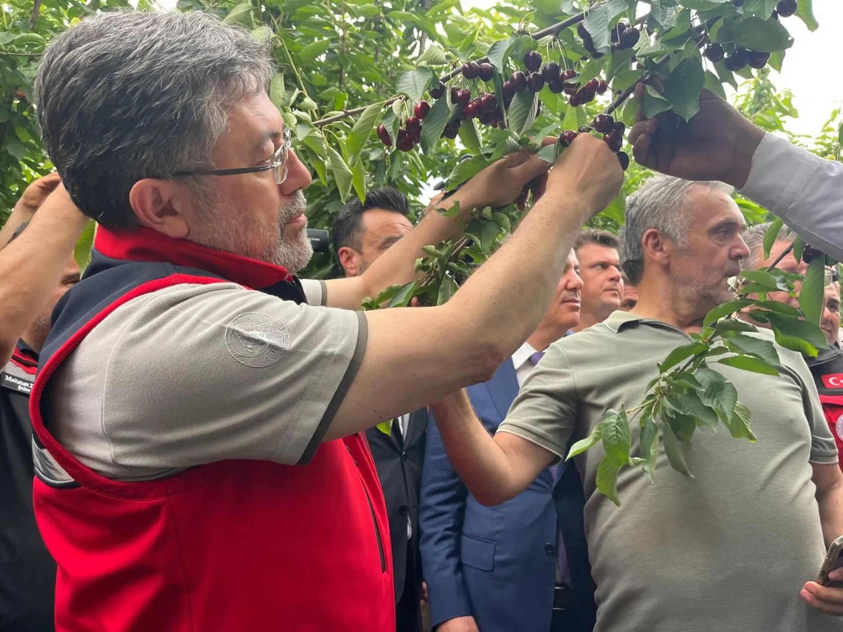İzmir kirazında sezon açıldı üreticiye destek sözü geldi