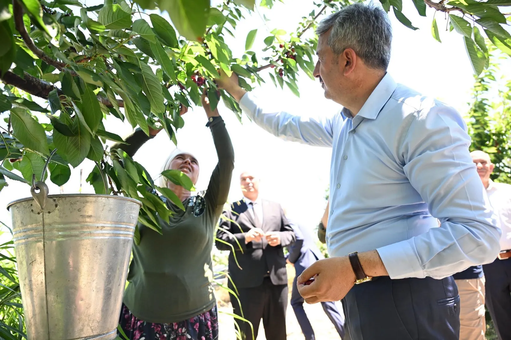 Edirne’nin altın kirazında hasat zamanı