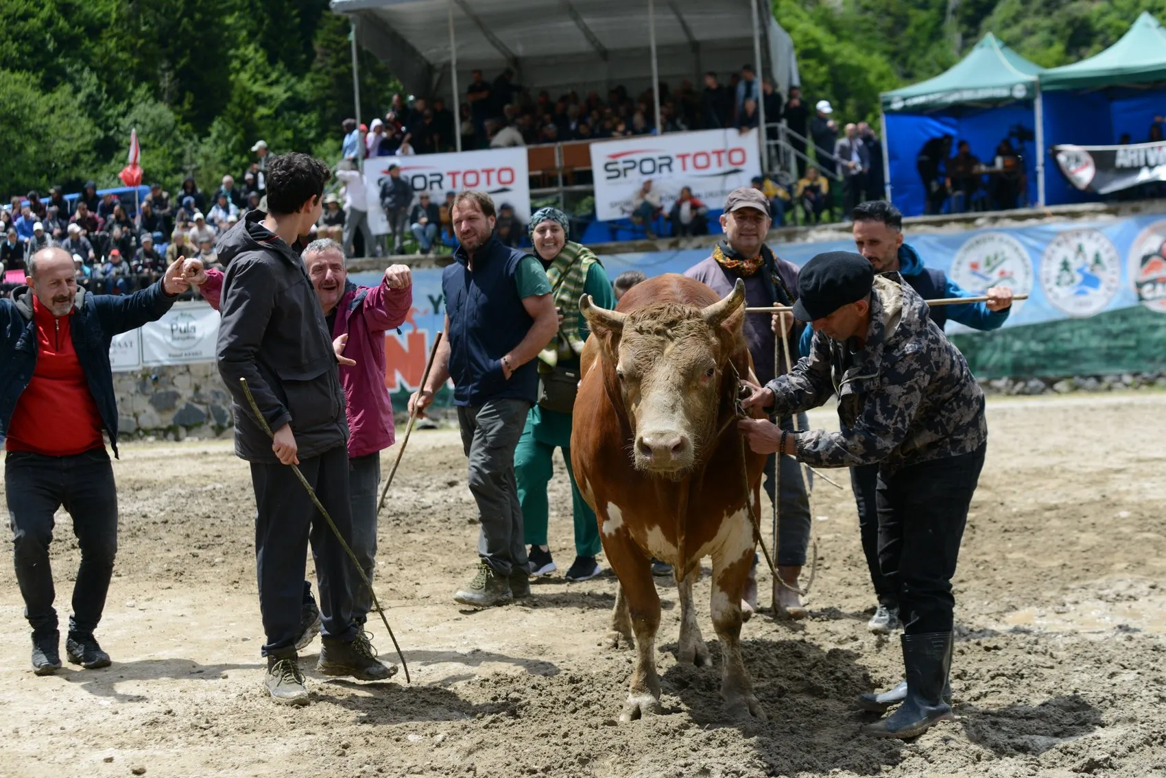 Ayder Yaylası’nda boğalar arenaya çıktı