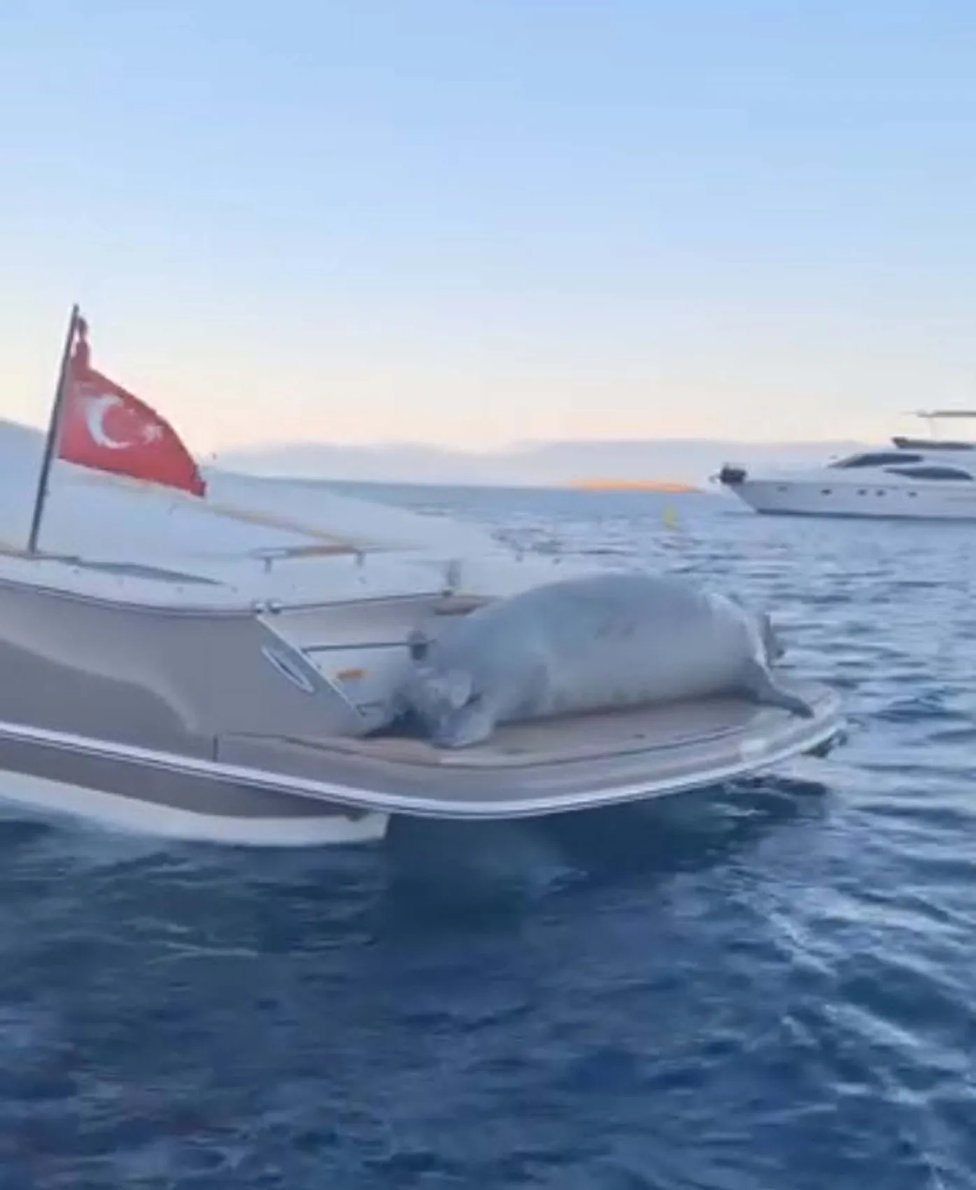 Bodrum açıklarında misafirimiz var