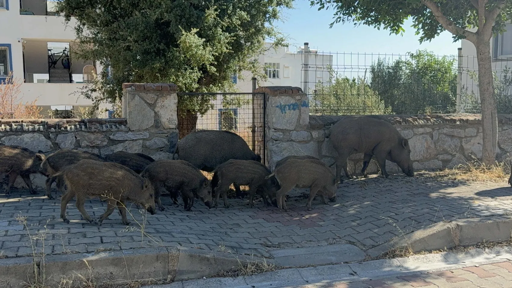 Bodrum sokaklarında gece yarısı domuz sürüsü paniği