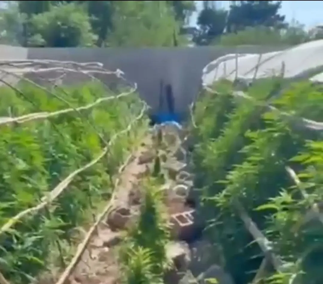 Samandağ'da uyuşturucu ve silah operasyonu 6 tutuklama