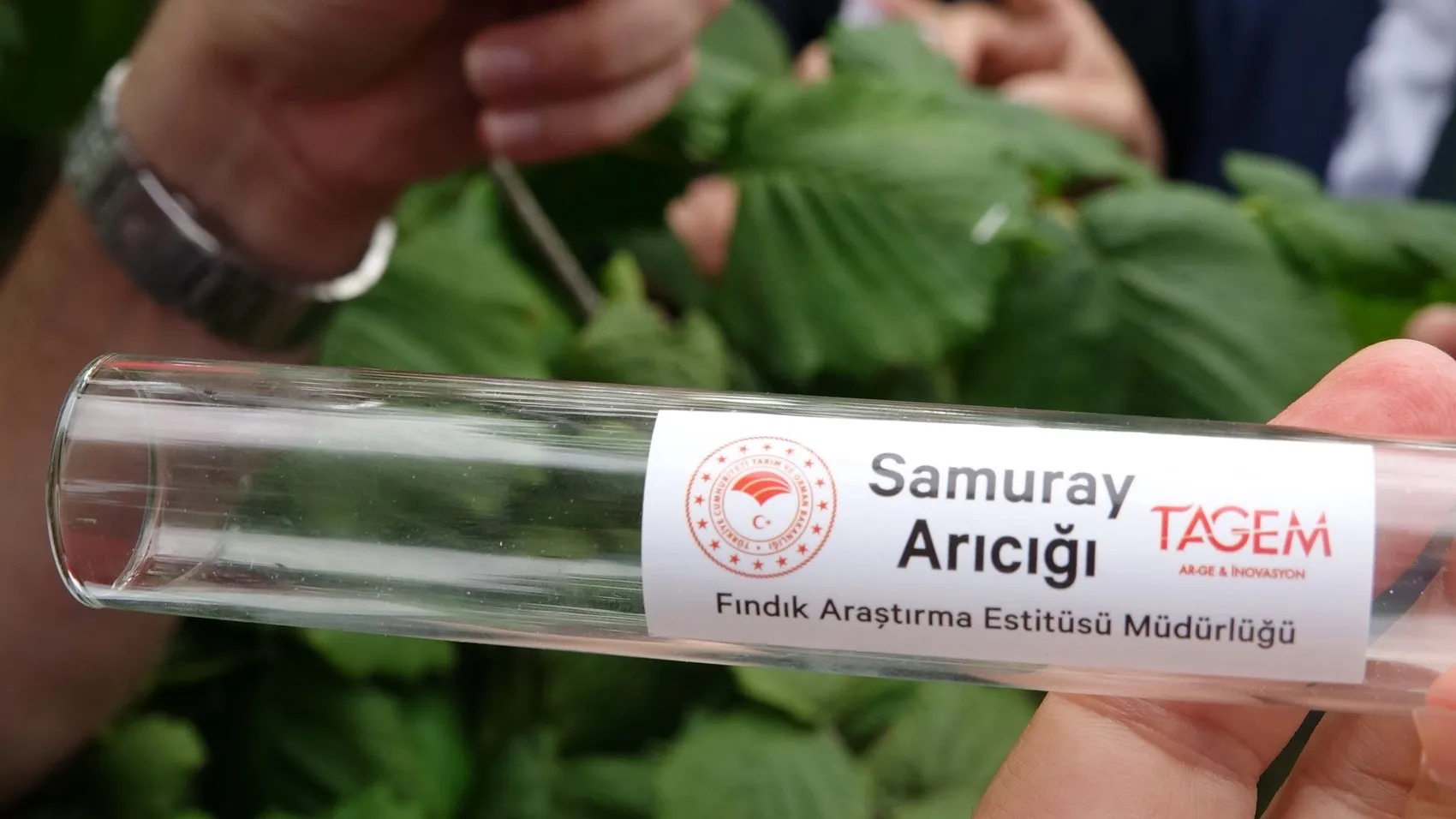 Fındığı kurtarmak için Trabzon bahçelerine samuray arıları bırakıldı