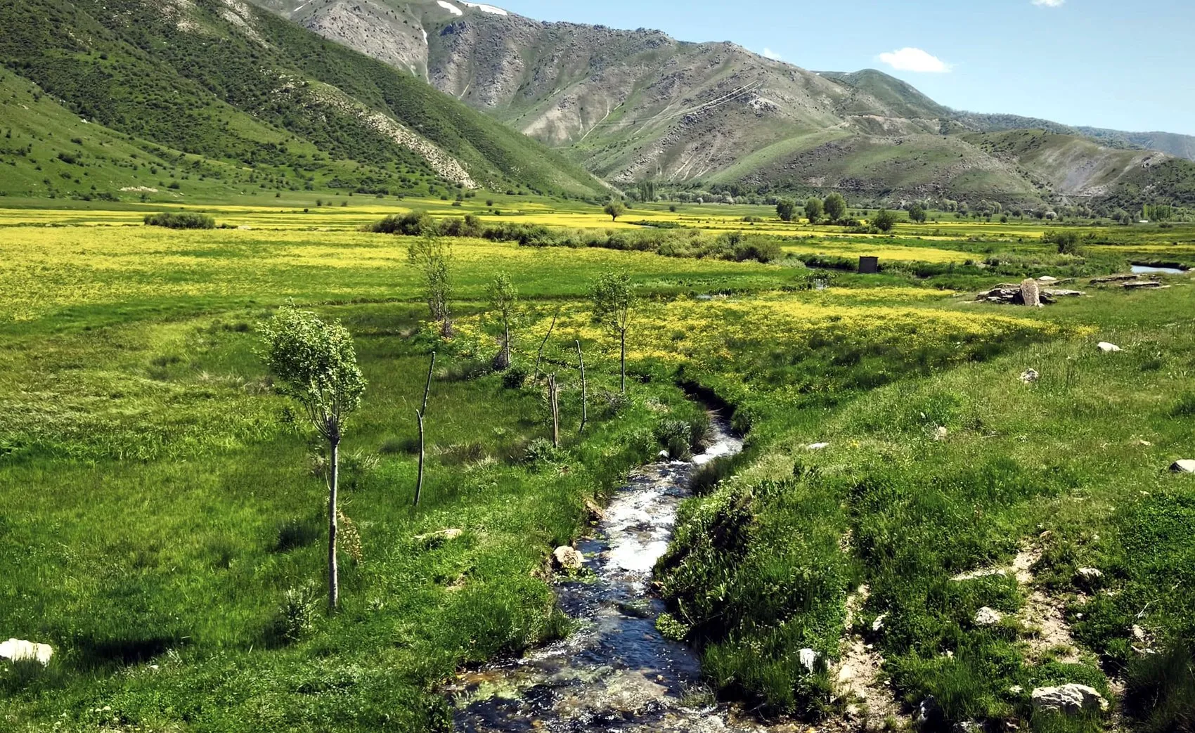 Bitlis’in saklı güzelliği sarı çiçeklerle renklendi