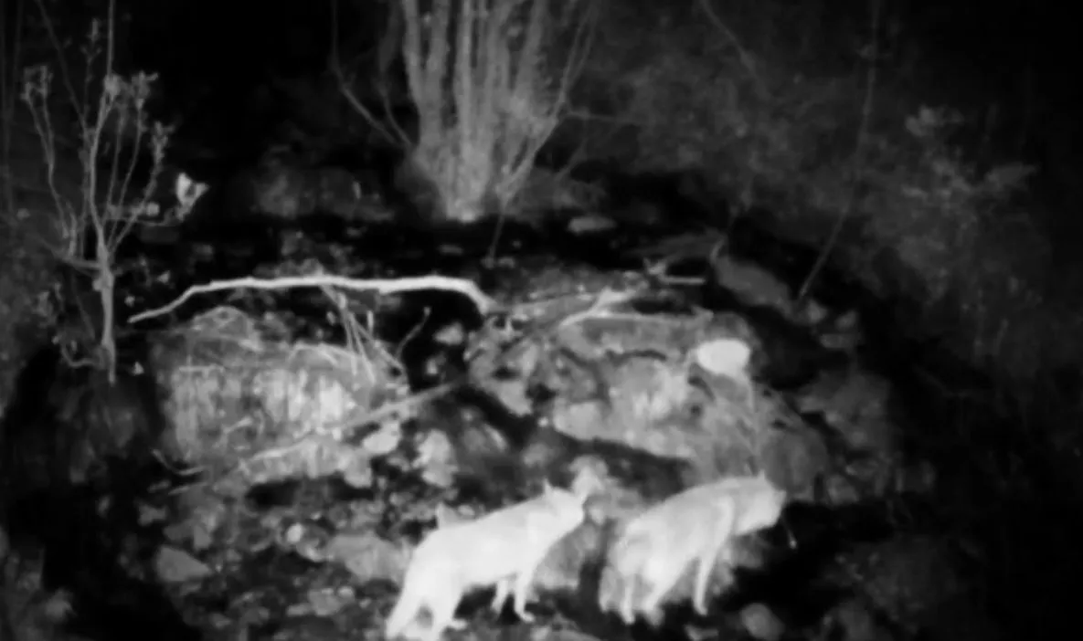 Munzur Vadisi yaban hayatı fotokapanlara böyle yansıdı