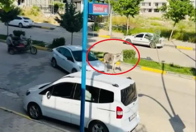 Ergani trafiğini bir eşek durdurdu