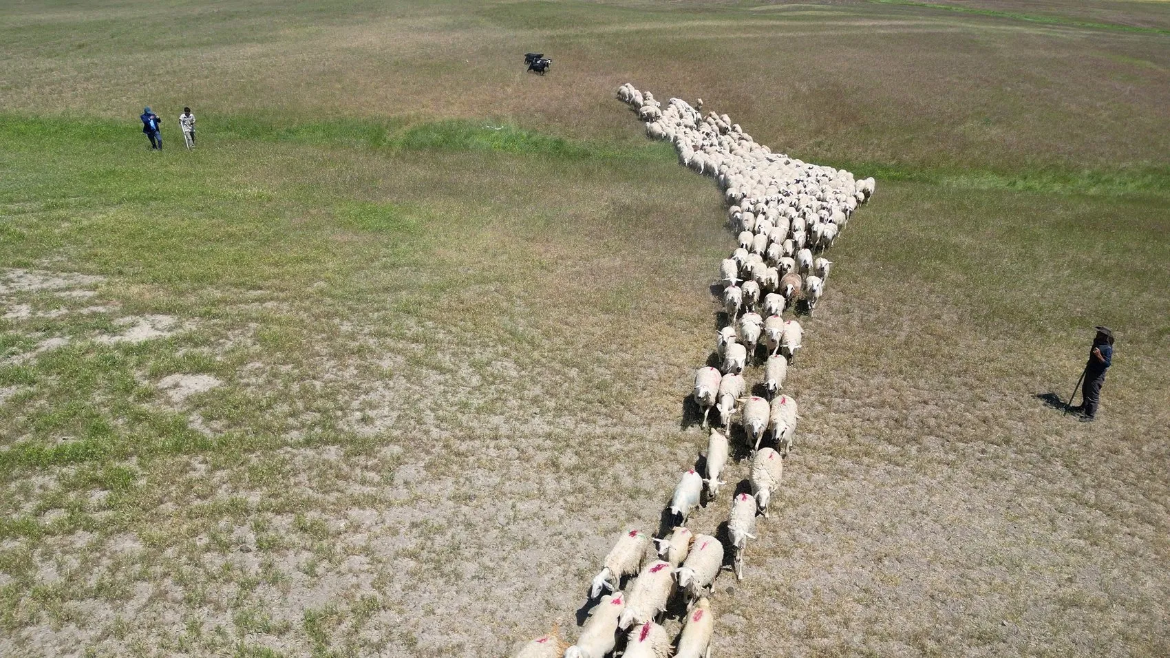 Malatya’da yayla mesaisi başladı ve çoban maaşları dudak uçuklattı