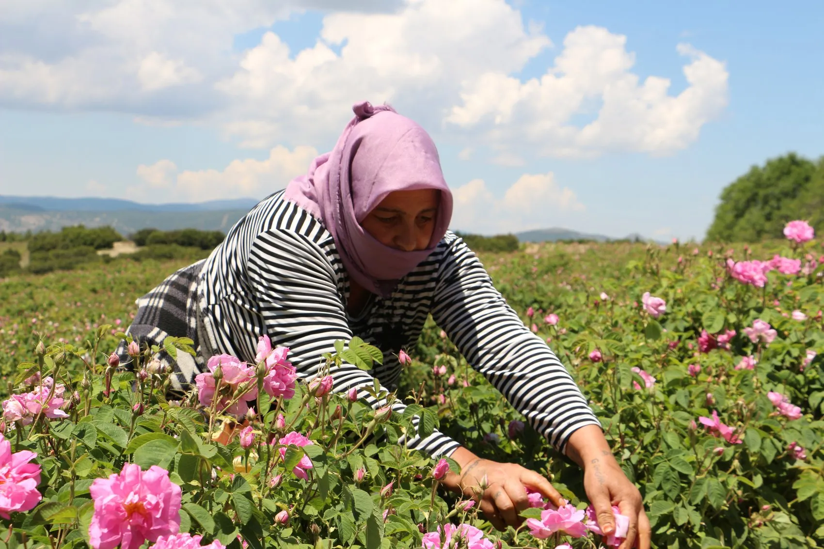 Isparta’nın pembe altını için sabah mesaisi başladı