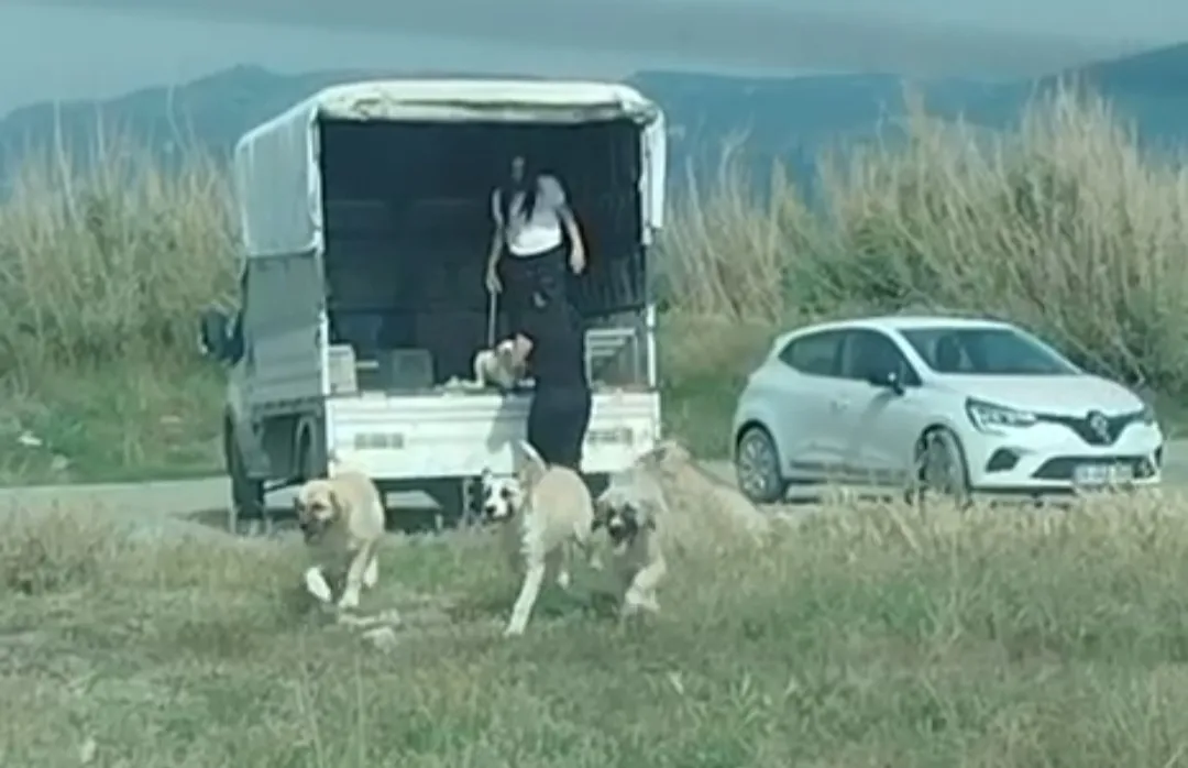 Milleyha Sulak Alanı'na kaçak köpek bırakıldı