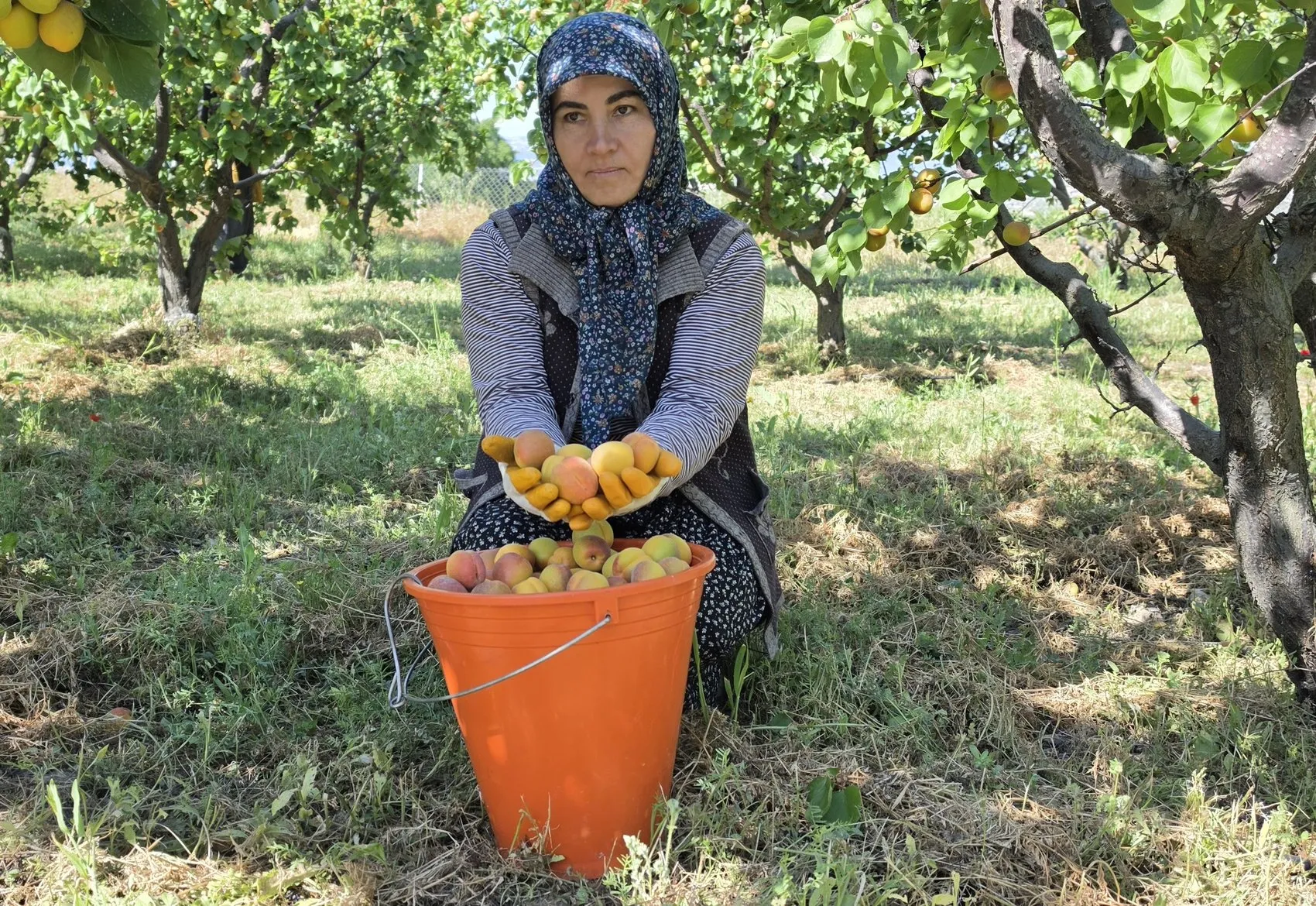 Mut kayısısında bolluk dönemi Üretici rekolteden memnun
