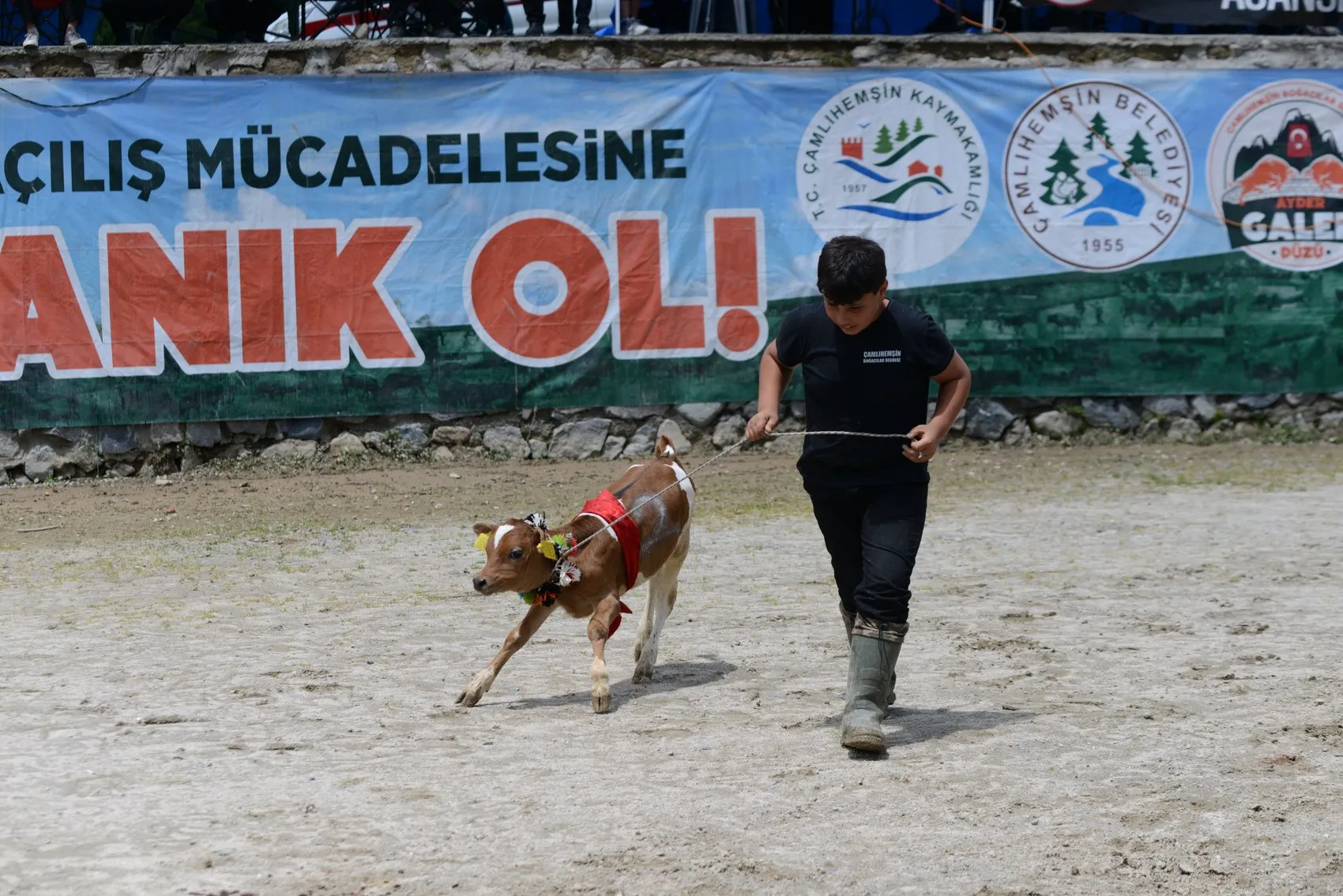 Ayder Yaylası’nda boğalar arenaya çıktı