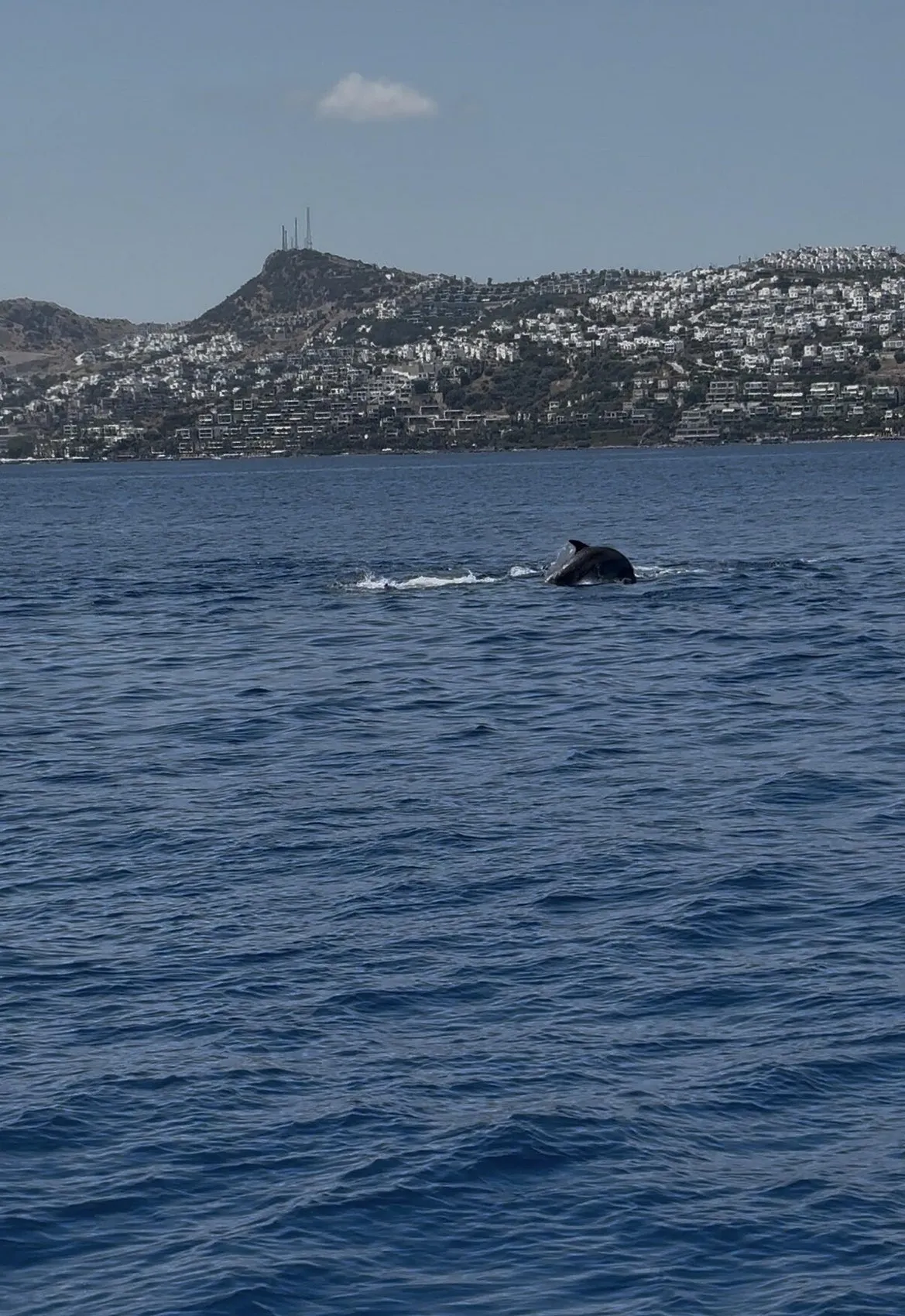 Bodrum denizlerinde 2 bin metrekarelik tehlike temizlendi