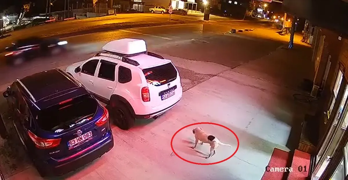 Rize’de köpeğe çarpmamak isterken canından oldu
