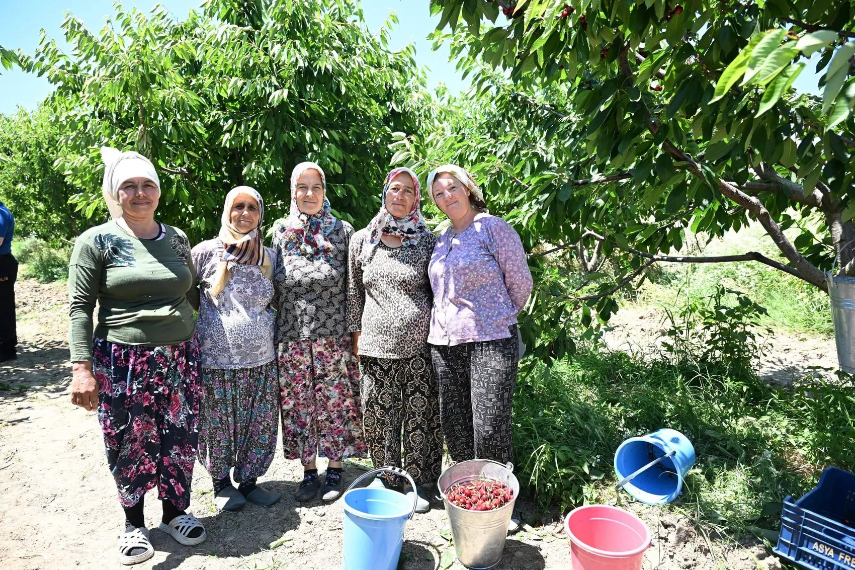Edirne’nin altın kirazında hasat dönemi başladı
