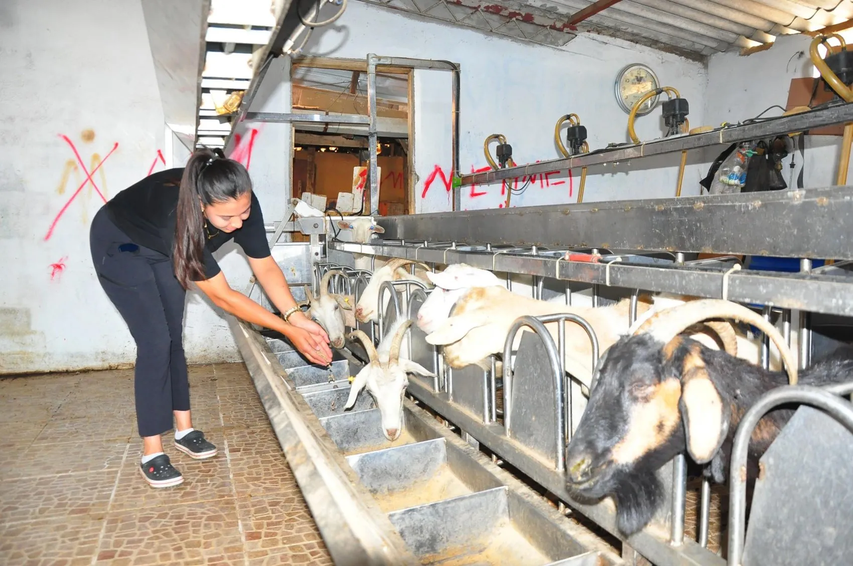 Kurumsal hayatı bıraktı köye döndü kendi peynir markasını kuruyor