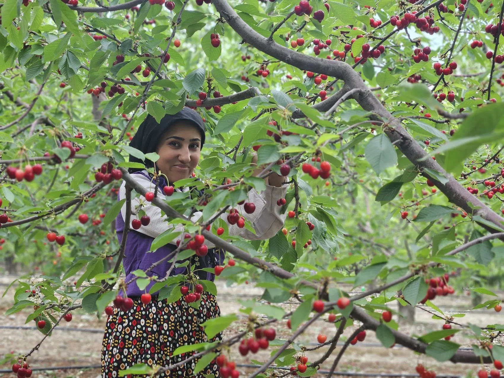Kirazda ihracat sezonu açıldı