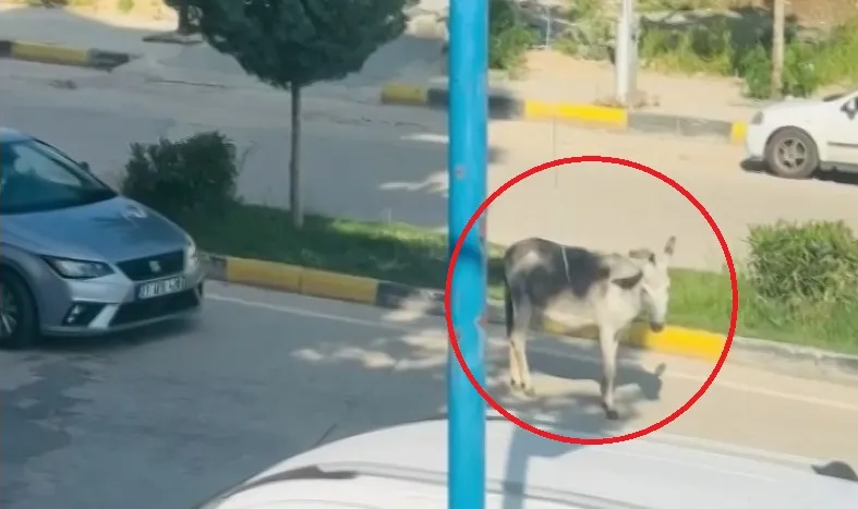 Ergani trafiğini bir eşek durdurdu
