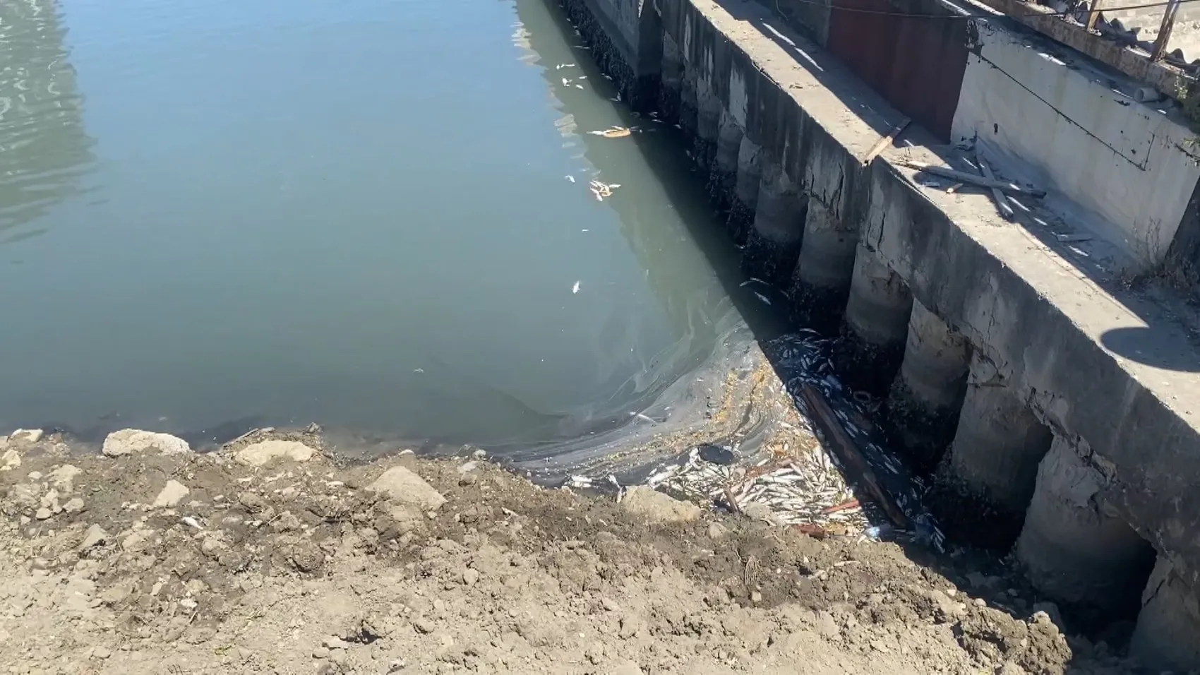 Bakırköy’de dere yatağında toplu balık ölümü