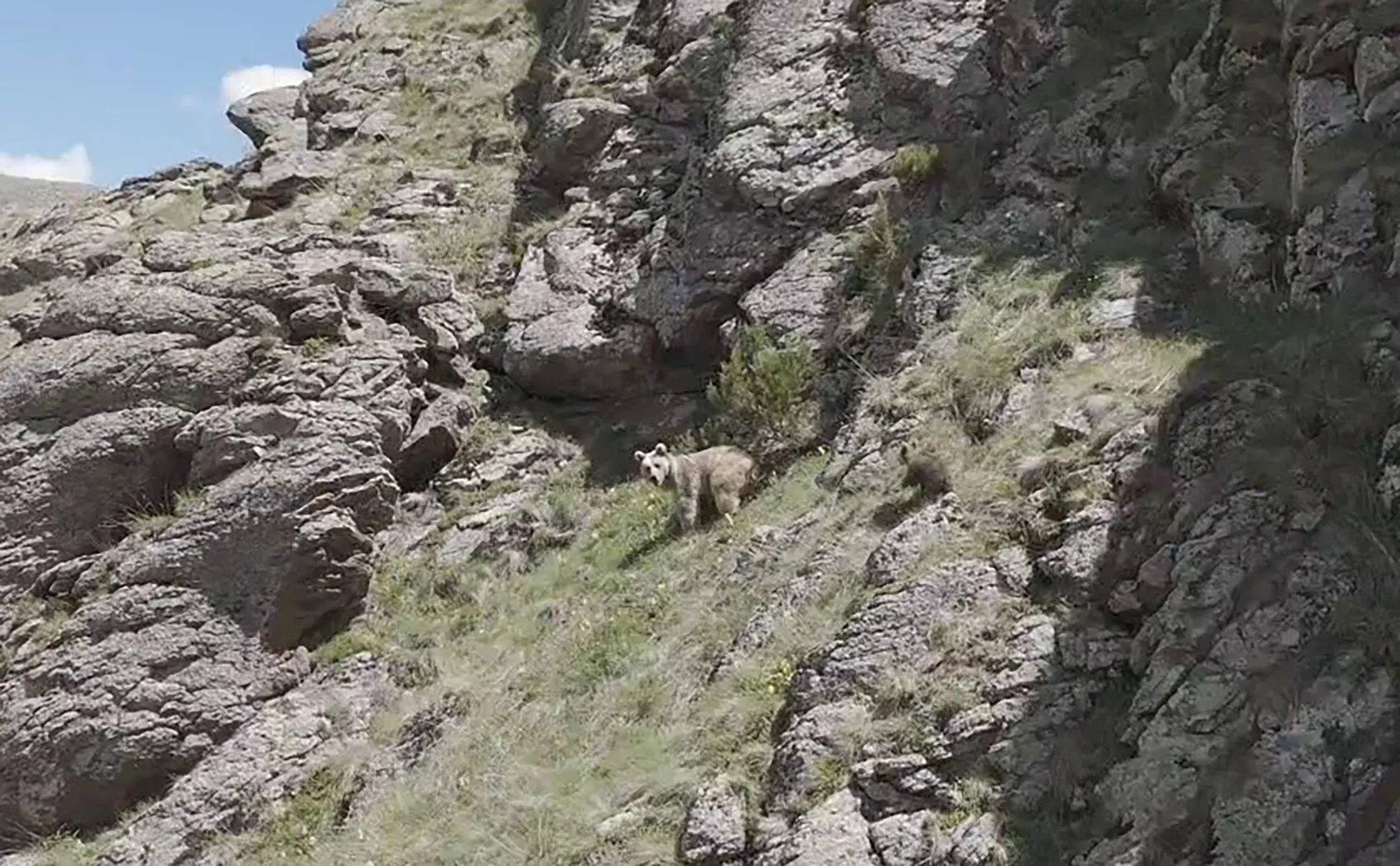 Erzurum dağlarında anne ayı ve yavrularının nadir anları