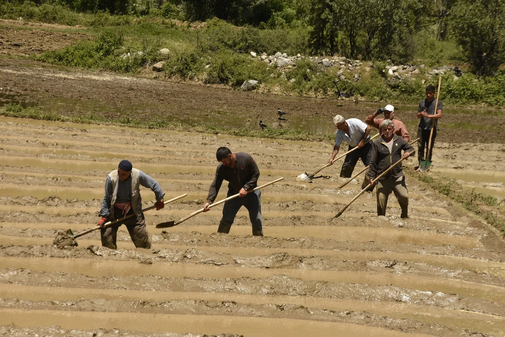 Bitlisli çiftçiler asırlık pirinç geleneğini sürdürüyor