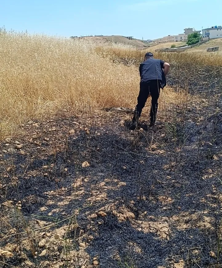 Cizre'de çiftçinin emeği alevlere teslim oldu