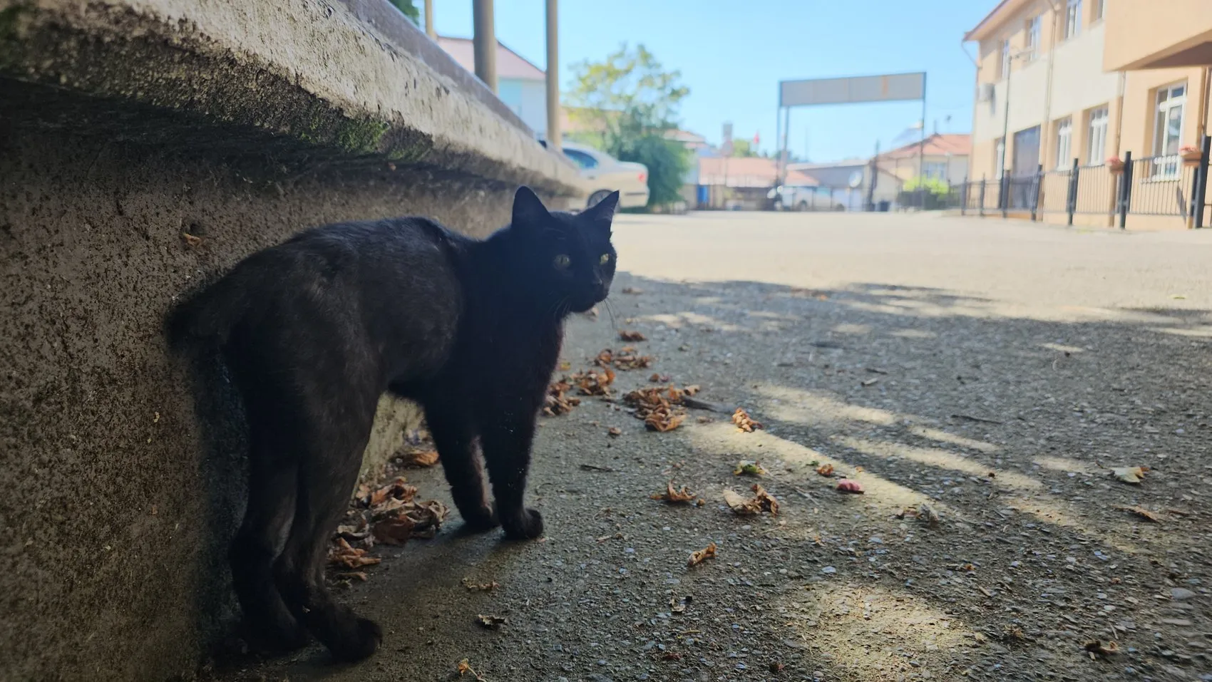 Zonguldak'ta öğretmenlerin örnek duyarlılığı Yaralı kediyi hayata döndürdüler