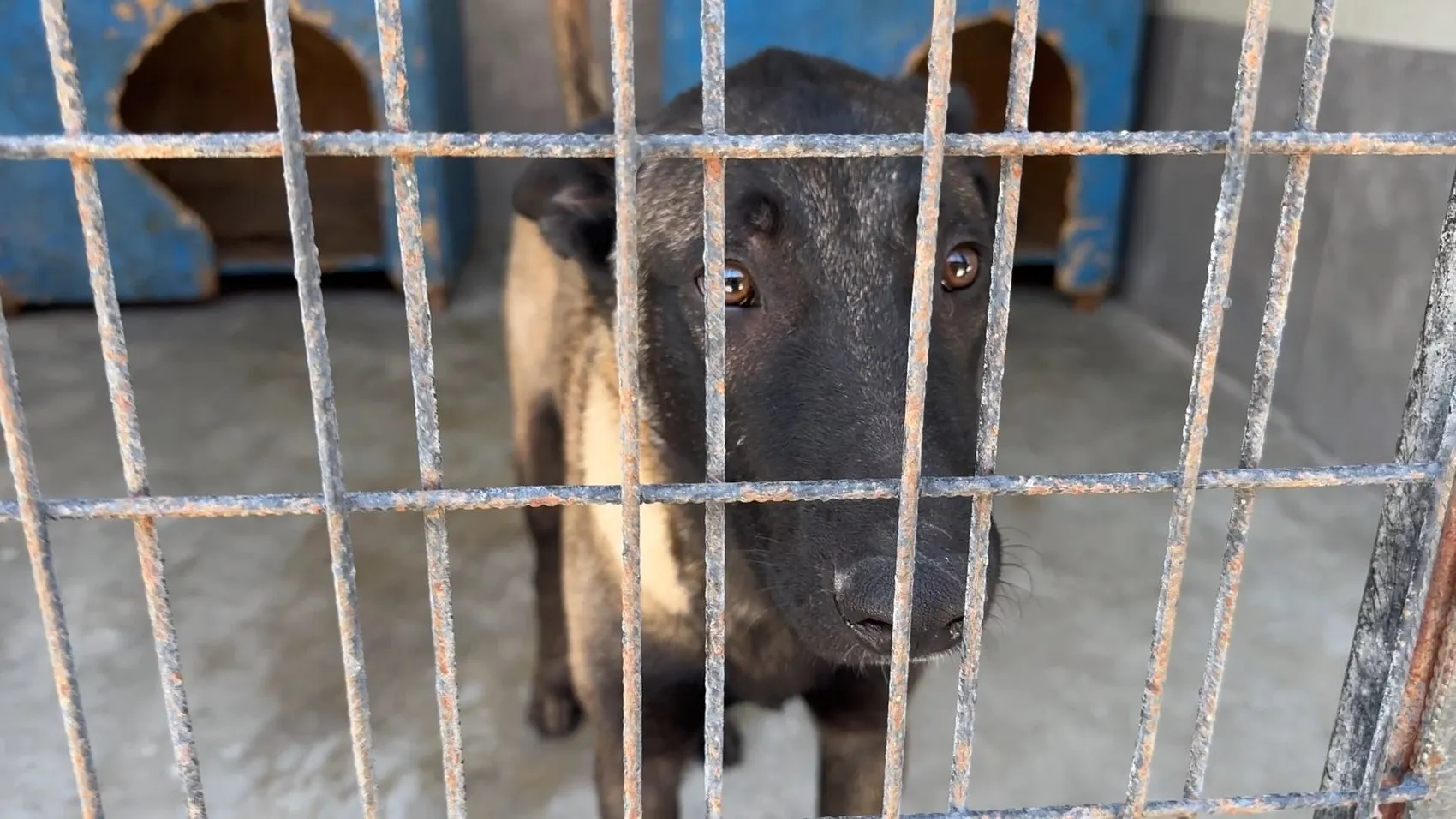 Avcılar'da köpeğe vahşice saldıran şahıs cezaevine gönderildi
