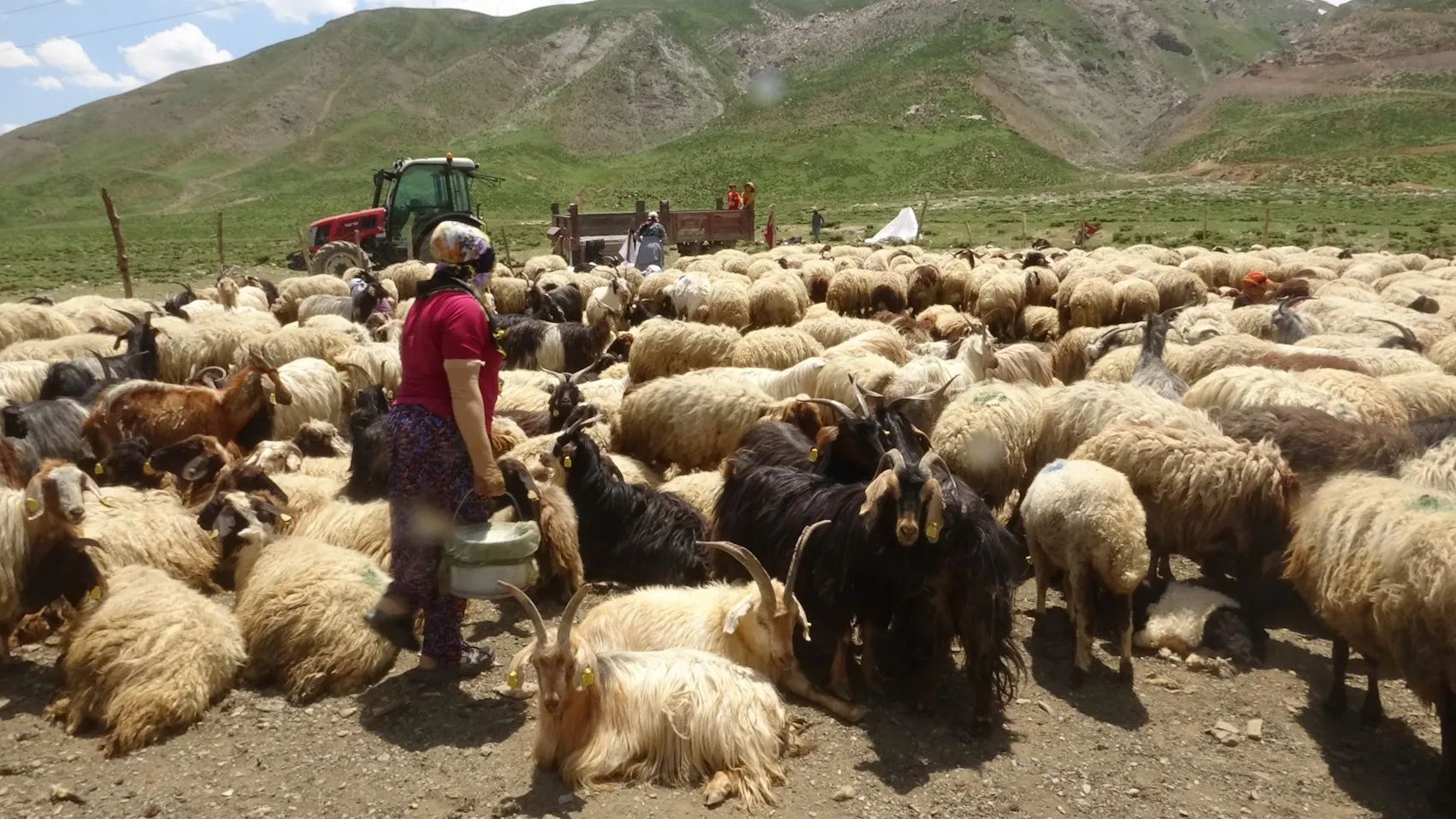 Yüksekova'da berivanlar gün ağarmadan yayla yoluna düşüyor