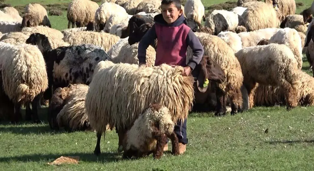 Göçerlerin sıcaktan kaçış rotası Bitlis yaylaları oldu