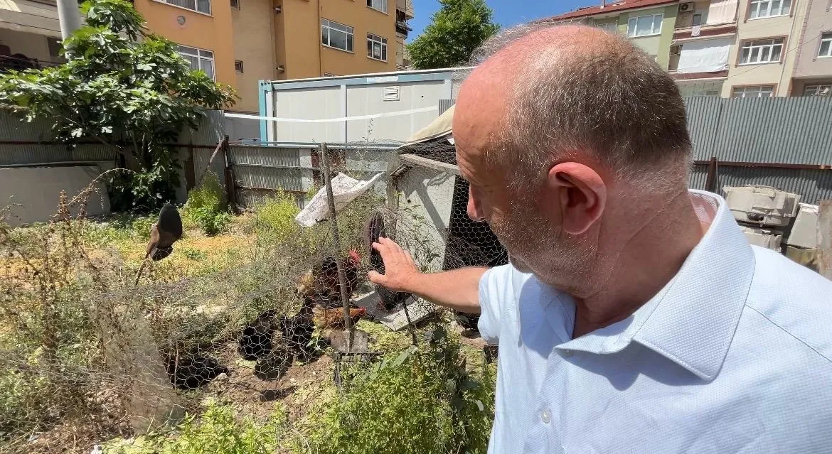İzmitli öğretmenin tavuk yumurtalarını çalan karga kameraya yakalandı
