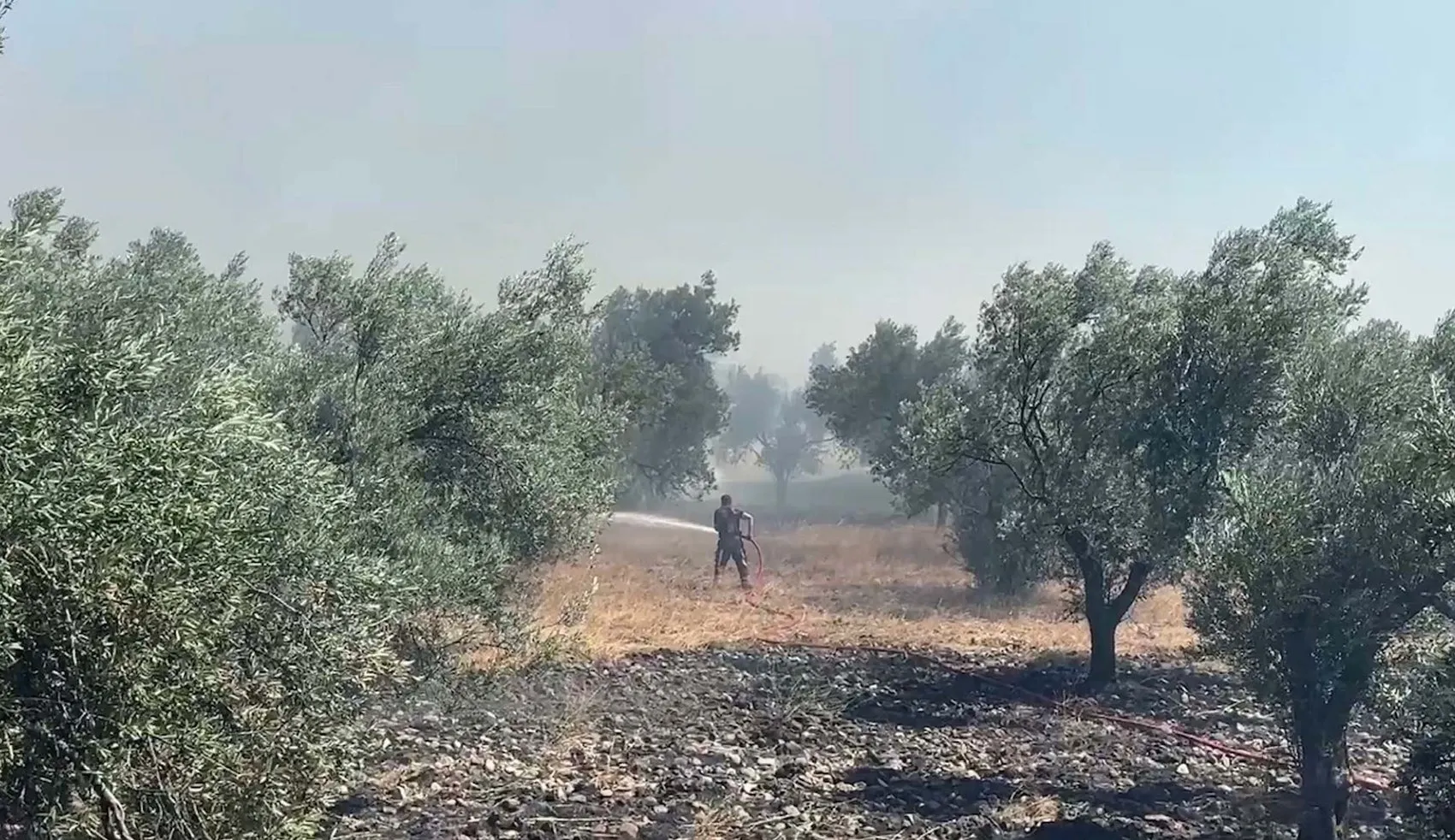 Edremit'te çöp sahasındaki yangın zeytinliklere sıçradı