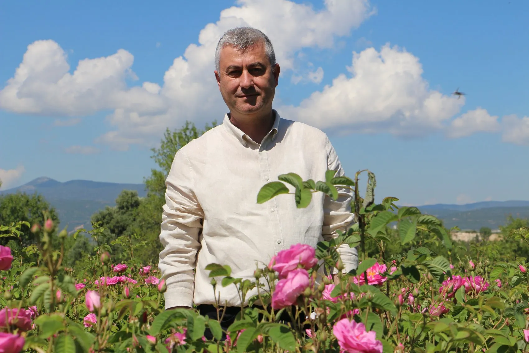 Isparta gül bahçelerinde hasat dönemi başladı