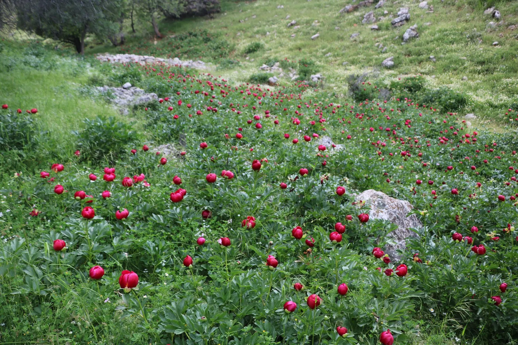 Bir çiçeği koparmanın bedeli 700 bin liraya yaklaşıyor