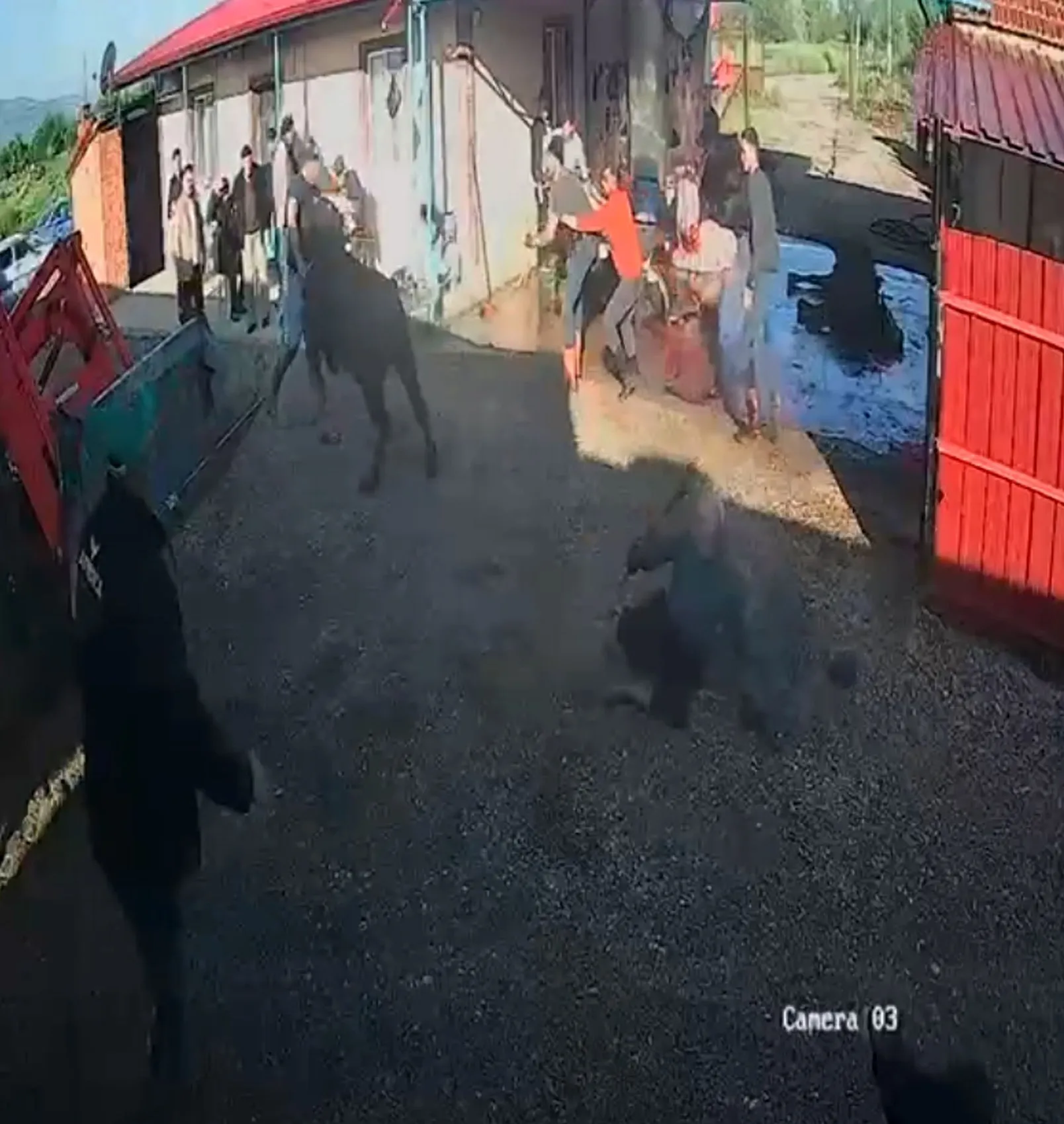 Kurbanlık boğa elinden kaçınca ortalık karıştı 5 yaralı