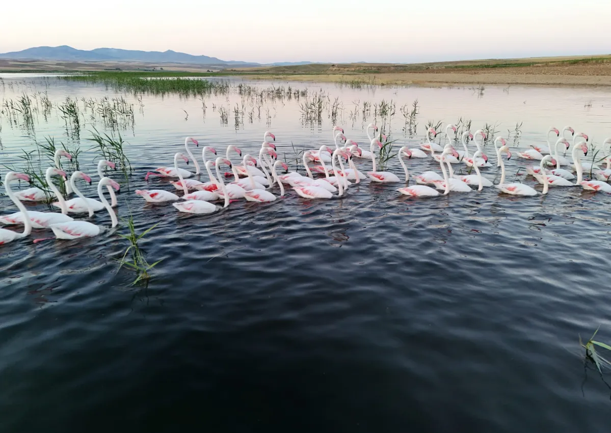 Flamingoların göç molası Aksaray semalarını renklendirdi