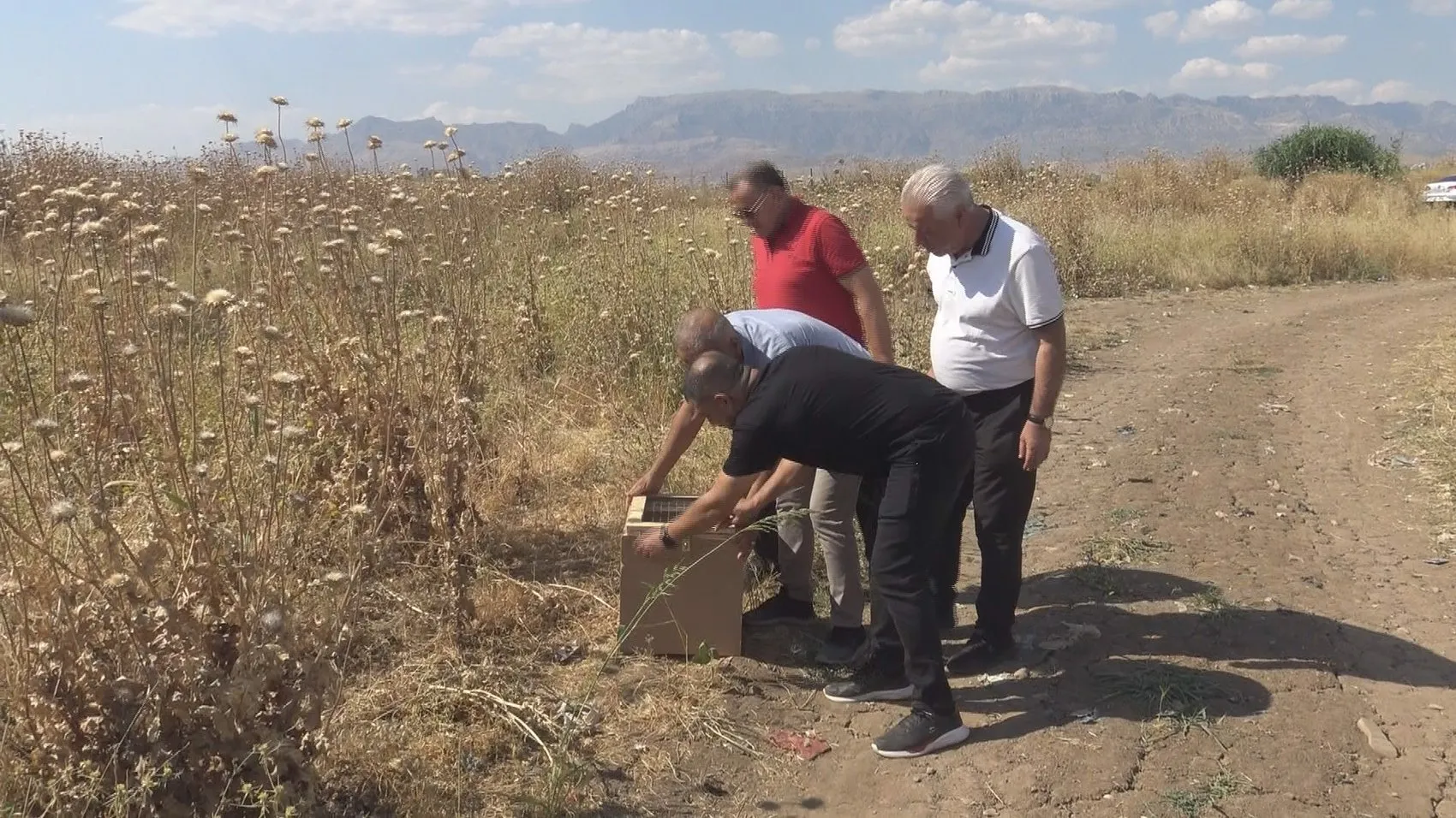 Silopi'de odunluktan çıkan dev kertenkele ekipleri harekete geçirdi