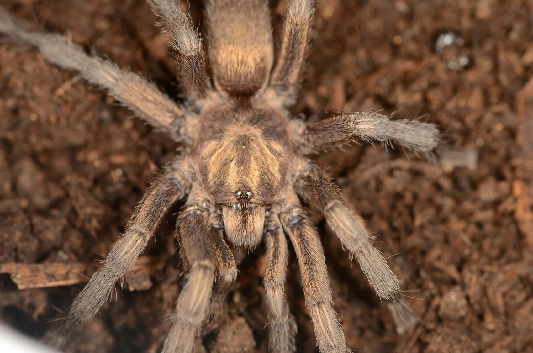 Aydın'da bulunan tarantula türü Türkiye kayıtlarına girdi